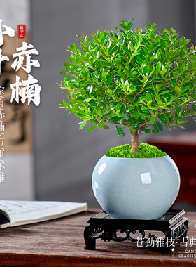 小叶赤楠盆栽老桩植物室内绿植阳台好养活办公室桌面迷你花卉盆景