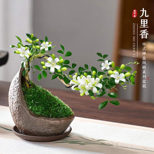 飘枝小叶九里香盆栽室内茶几