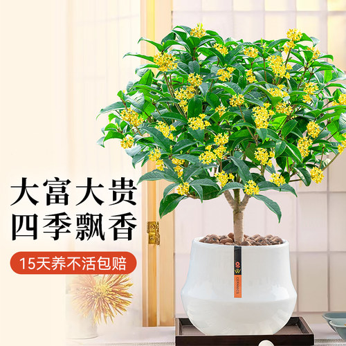 四季桂花树苗花卉盆栽植物大绿植