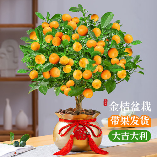 金桔树盆栽带果发货可食用植物花
