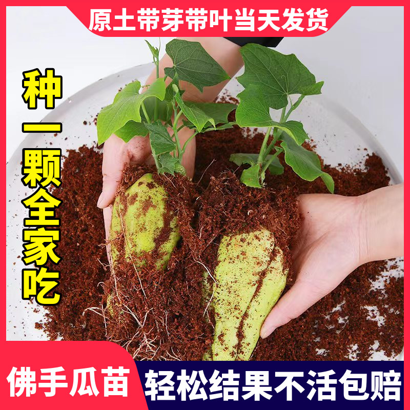 佛手瓜苗佛手瓜种苗秧苗蔬菜苗种子高产佛手瓜种瓜苗带芽佛手瓜苗