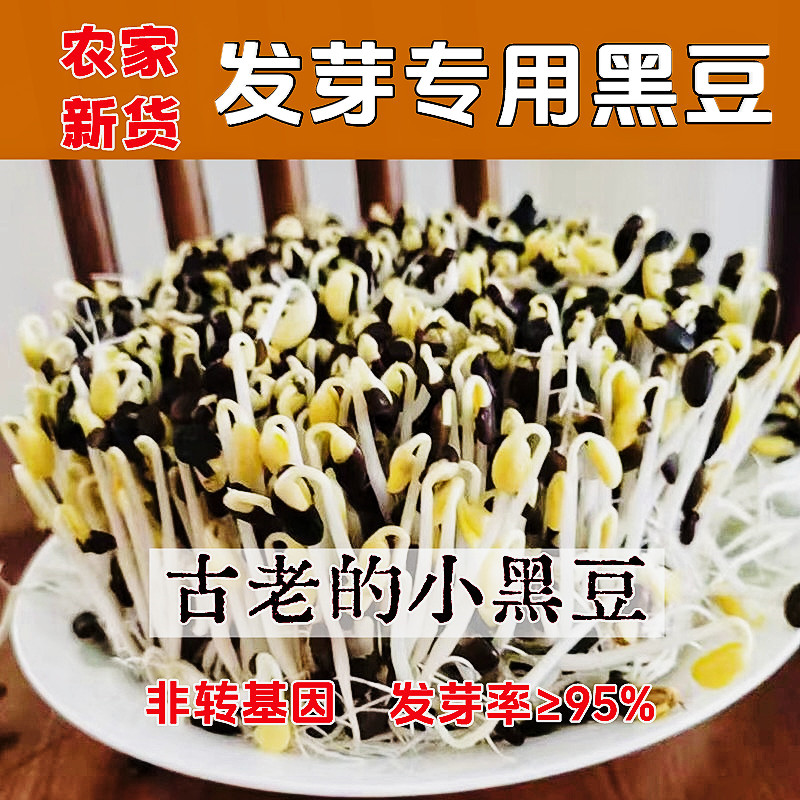 农家肾形黑豆非转基因老品种黄芯黑小豆发芽专用豆发芽黑豆种子