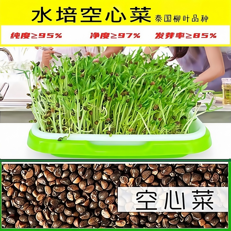 芽苗菜种子水培空心菜种籽蕹菜