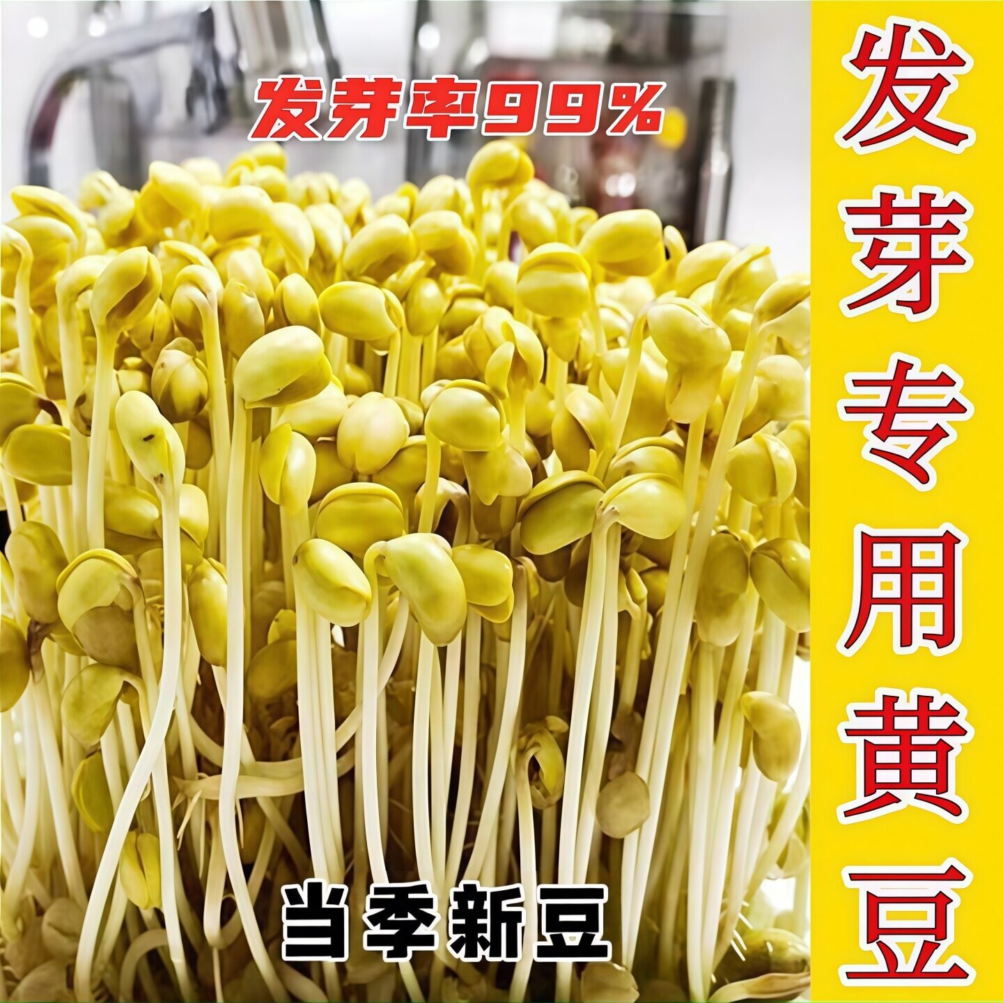 发芽黄豆专用生豆芽当季新豆芽豆图片