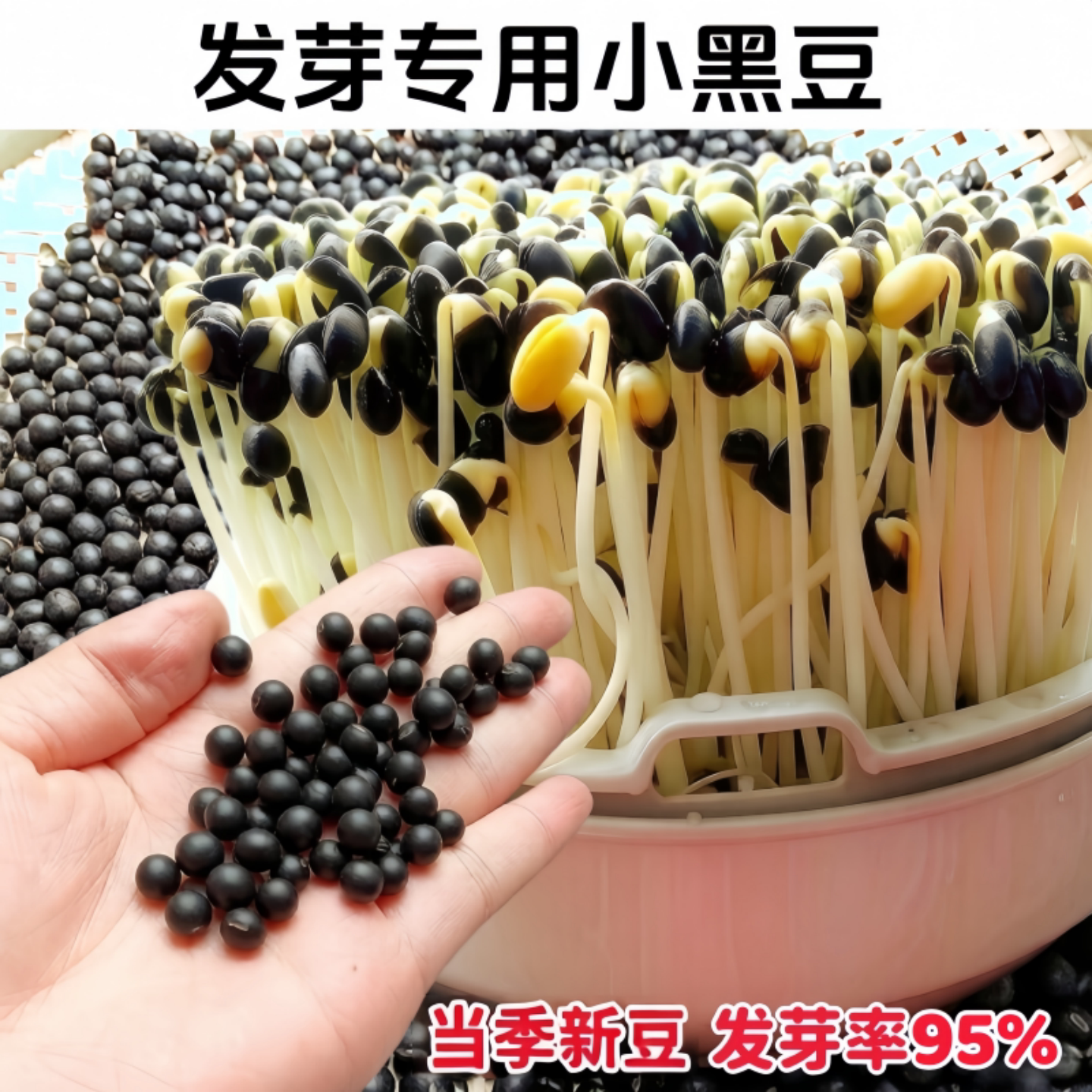 发芽专用圆形黄心小黑豆种子图片