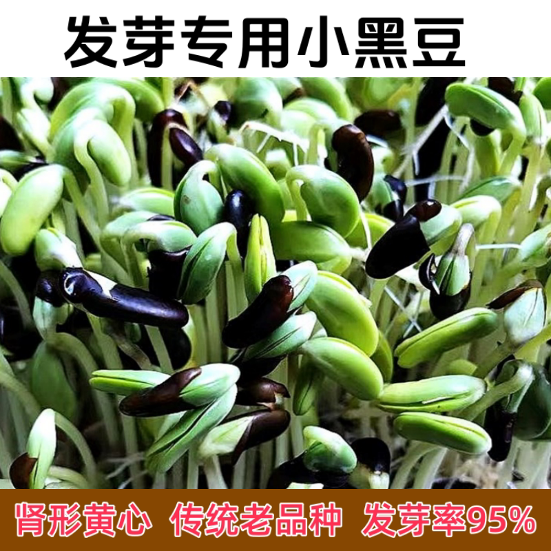 发芽黑豆生豆芽发豆芽菜芽豆种子图片