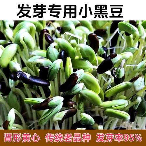 发芽黑豆生豆芽发豆芽菜芽豆种子