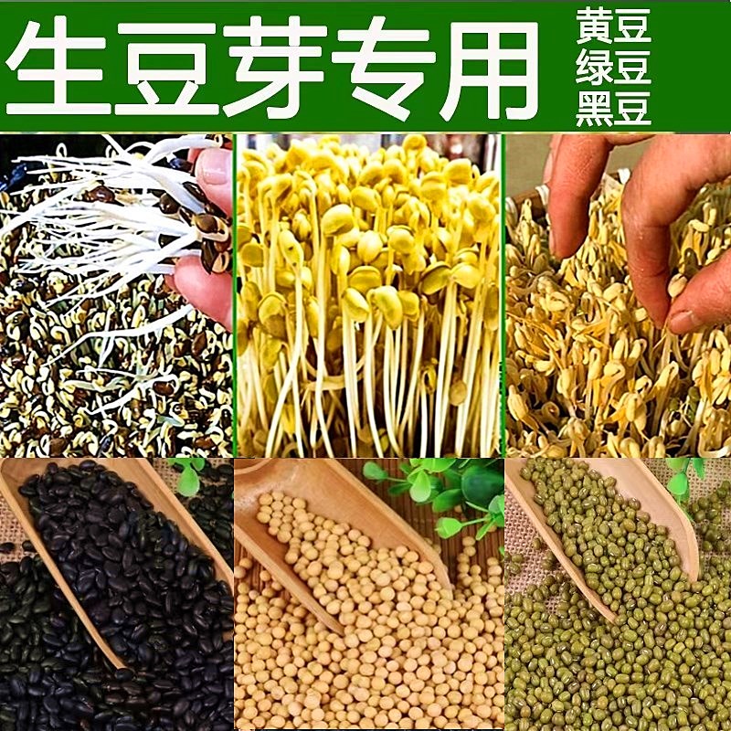 发芽黄豆豆芽菜黑豆绿豆芽豆种子