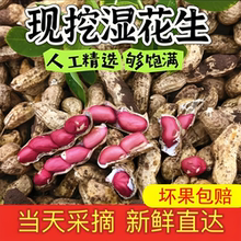 2025新鲜四粒红湿花生带壳现挖鲜红皮红衣花生带泥新货花生可水煮