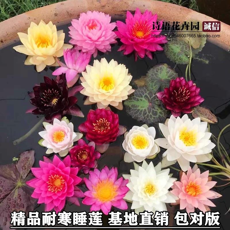 耐寒睡莲池塘水池睡莲花苗睡莲根块水培植物水生根块睡莲苗包对版