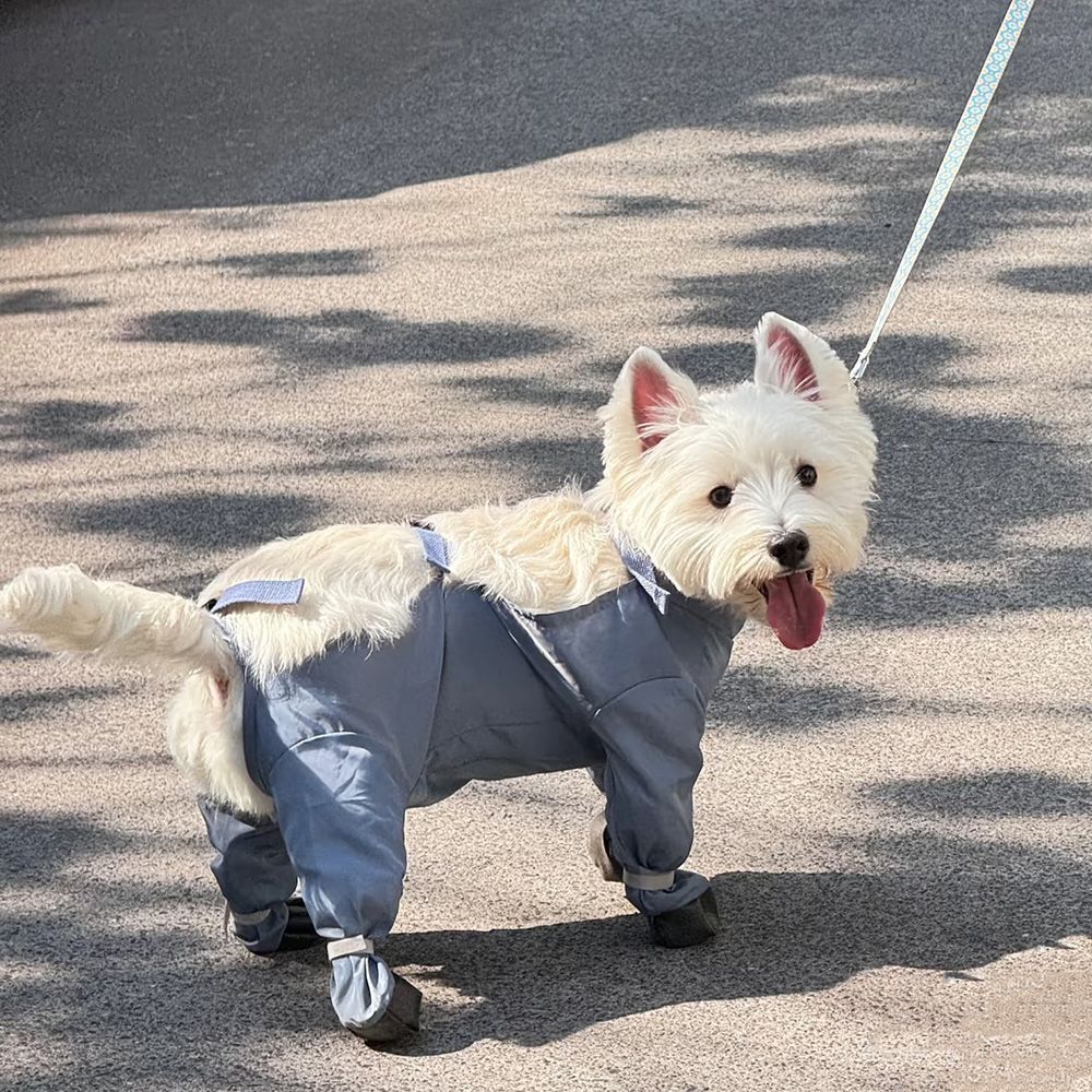 宠物防护服小型犬四脚春夏防污护腿新款带印花户外外出狗狗衣服