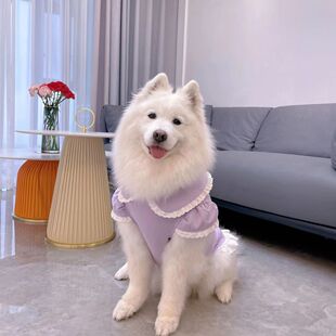 狗狗衣服中大型犬大紫罗兰蛋糕泡袖甜美蝴蝶结可爱裙子春秋薄款