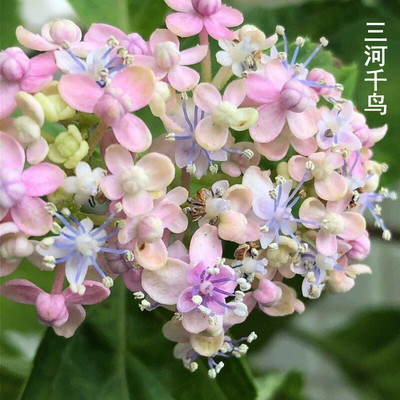 新品绣球花大苗室内阳台盆栽庭院花卉植物三河千鸟U有松佳澄爆米