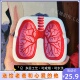 肺造型烟灰缸创意个性 戒烟肺部diy七夕礼物送男友烟灰缸家用客厅