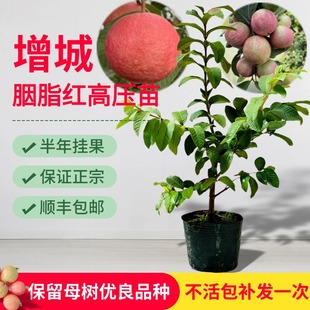 正宗增城胭脂红番石榴高压苗当年开花结果小时候味道阳台盆栽嫁接