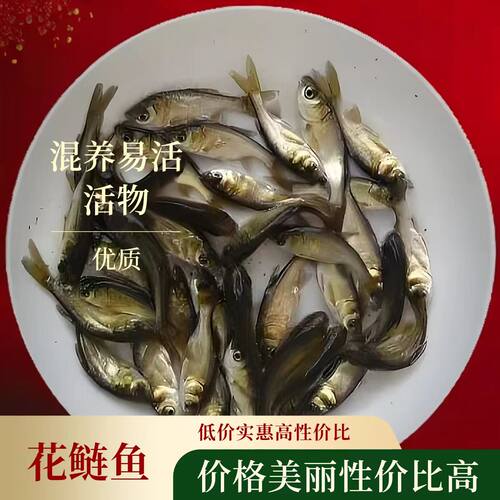 大头鱼花鲢鱼混养鲢鳙渔场直发