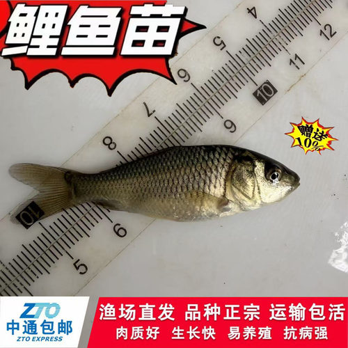 鲤鱼稻田鲤鱼苗h鲤红尾鱼