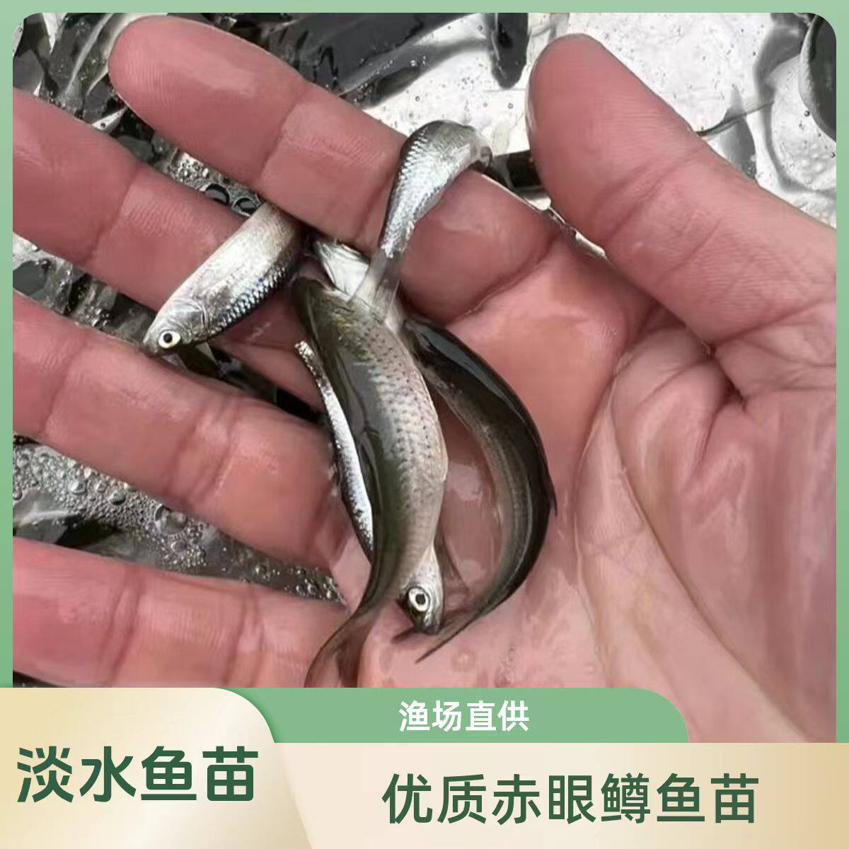优质赤眼鳟鱼苗 红眼鲮鱼苗 鱼生专用鱼 淡水养殖食用