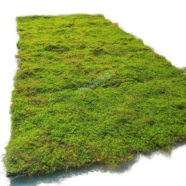 仿真干枯草枯丝苔藓草皮人造青苔草坪绿植墙打底装饰橱窗相框摆放