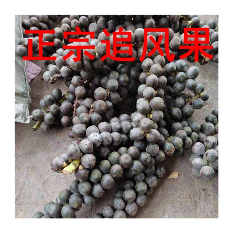 追风果正宗越南泡酒鲜果大果刺虎