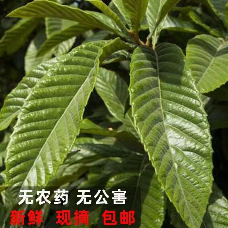 枇杷叶中药材儿童烟民枇杷茶煲