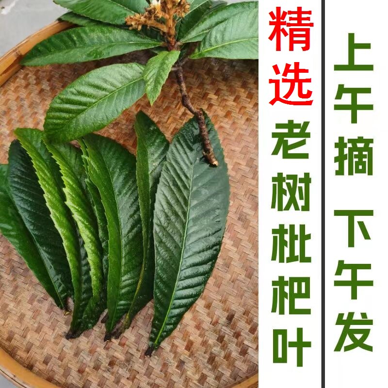 现摘新鲜老枇杷叶500g包邮