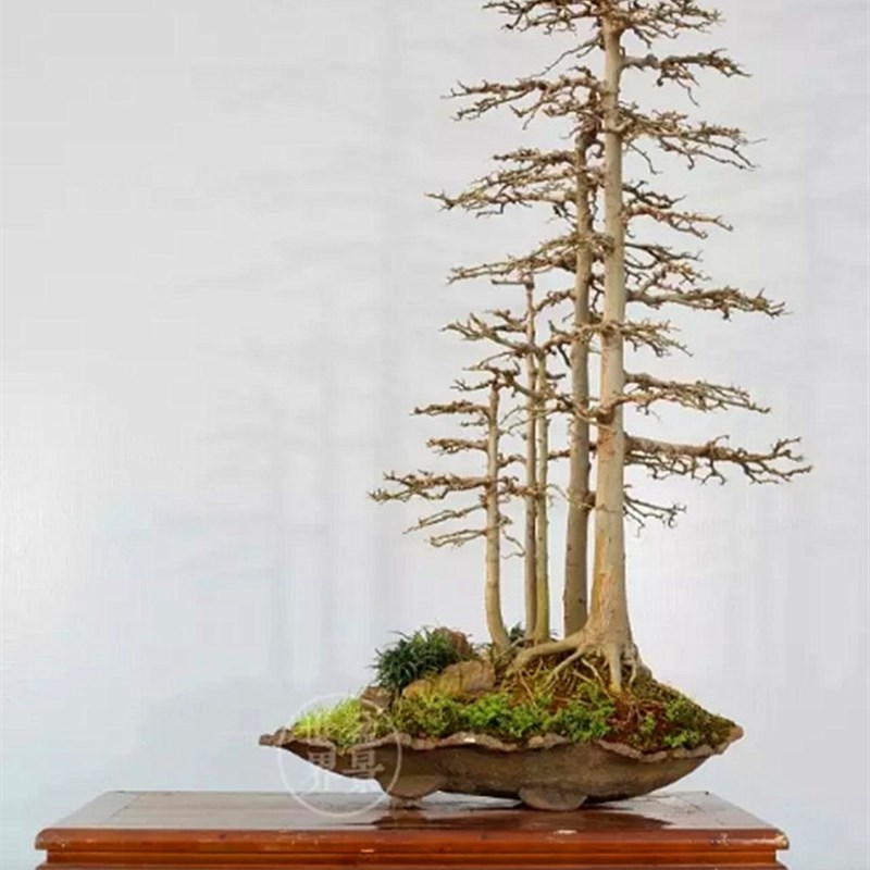 极速文人树盆景榆树 q树桩榆树黄杨  实物微型桌面盆栽余钱树