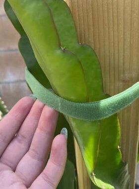 极速15mm Reusable Nylon Cable Ties DGouble Side Gardening Pl