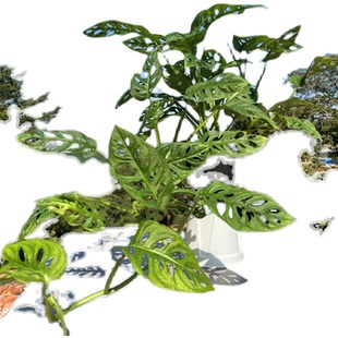 极速植说生活 巨洞龟o背芋植物室内大盆栽老桩仙洞龟背芋绿植吸甲