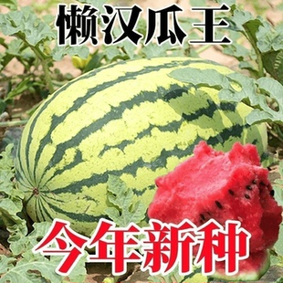 特大冰糖懒汉西瓜种子脆甜阳台水果西瓜薄皮西瓜蔬菜水果种子X