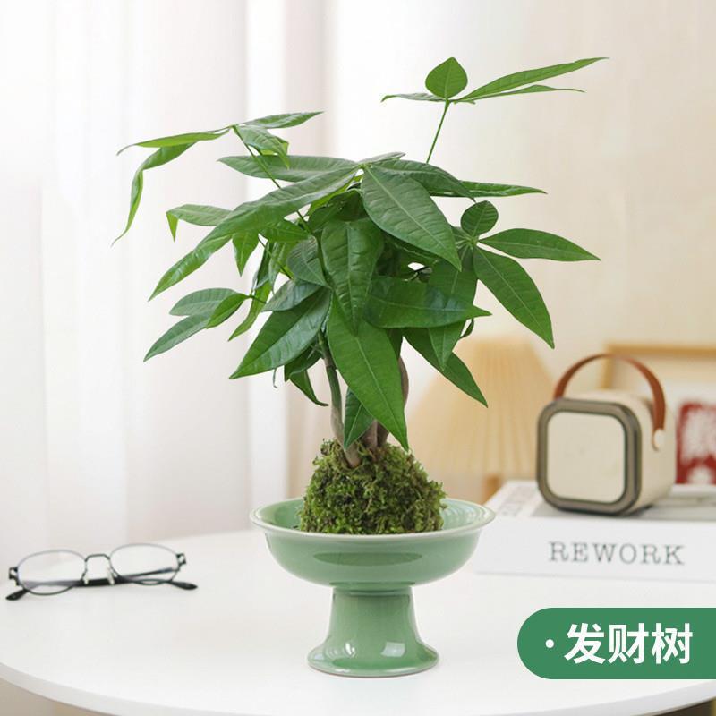 发财树盆栽绿植水培植物苔藓球室内办公室桌面上造型茶几四季常青
