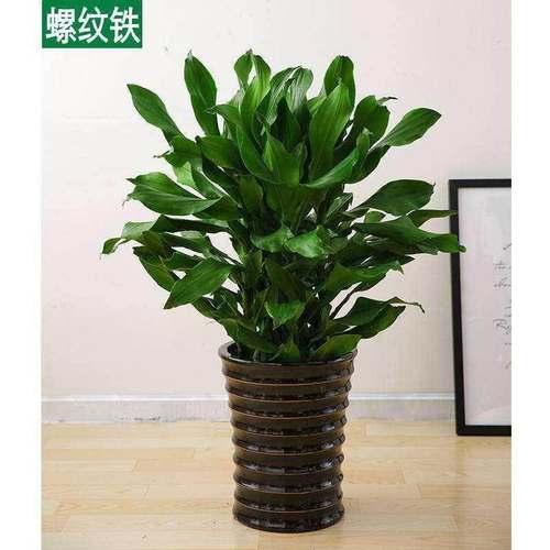 植物铁树盆栽螺纹铁新房