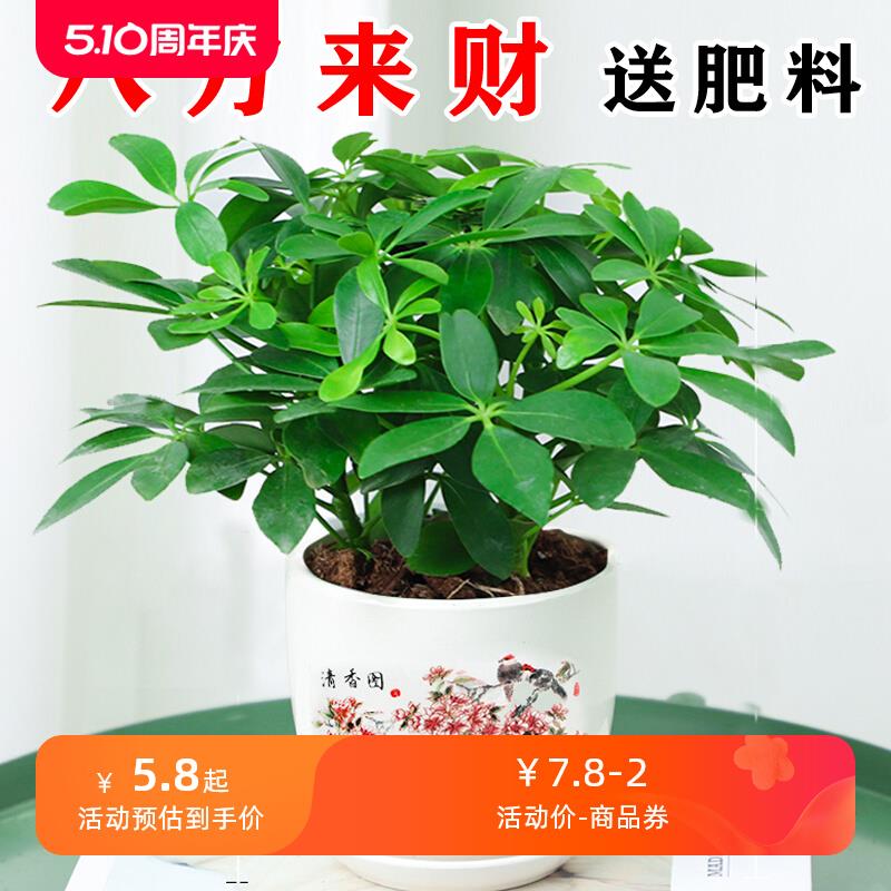 鸭脚木盆栽植物室内外好养客厅花卉绿植发财树水培七叶莲八方来财