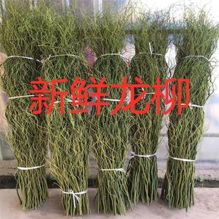 水培植物龙柳鲜枝切花水养绿植雪柳干支室内吊钟装饰盆栽泡水长根