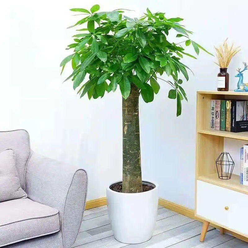 独根发财树1.2米/1.5米/1.7米室内盆景开业送礼搬家办公室盆栽