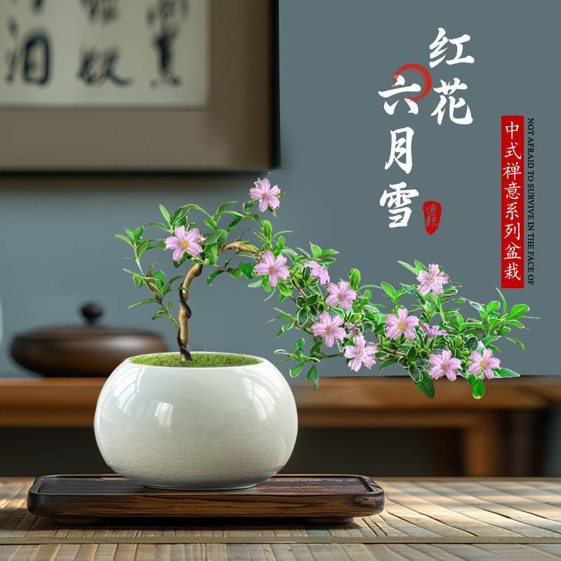 红花六月雪盆景悬崖式老桩飘枝造型小盆栽办公室绿植桌面好养摆件