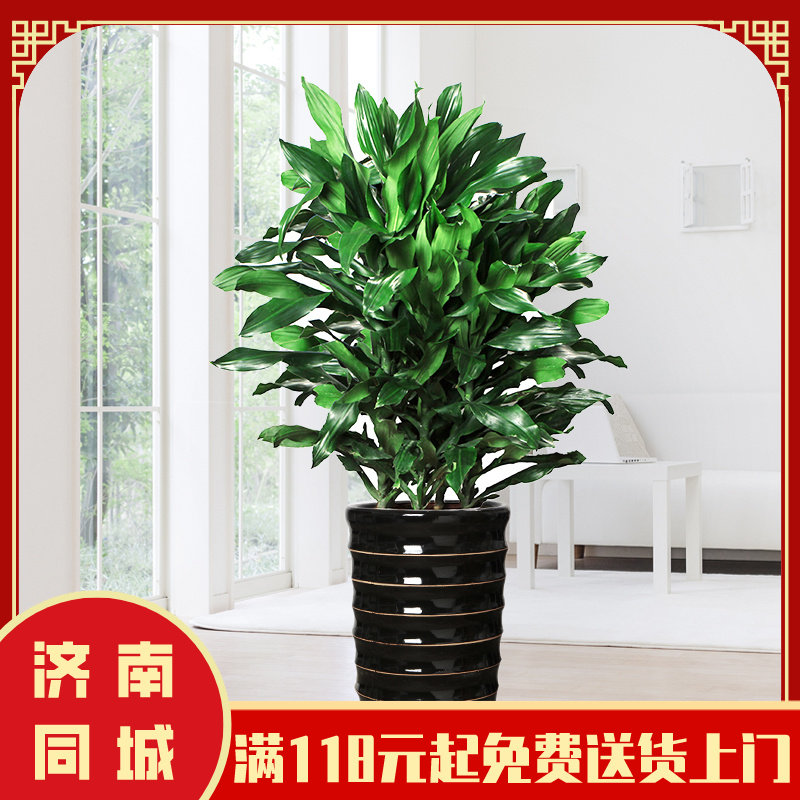 【时来运转】济南风月园艺螺纹铁花卉绿植送货上门吸甲醛净化空气