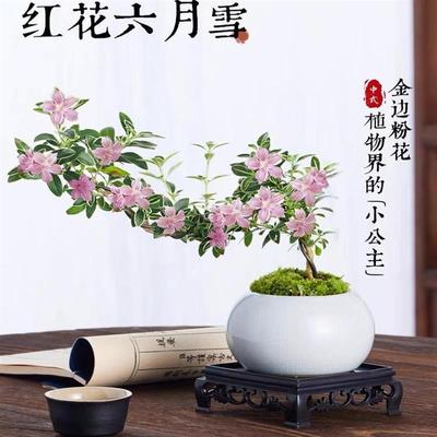 红花六月雪飘枝造型盆景老桩小盆栽悬崖室内桌面办公室摆件绿植物