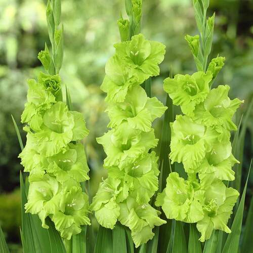 10颗剑兰种球植物室外庭院