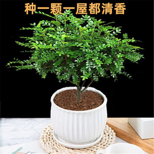 长青好养植物 驱蚊草植物清香木盆栽胡椒木室内净化空气四季