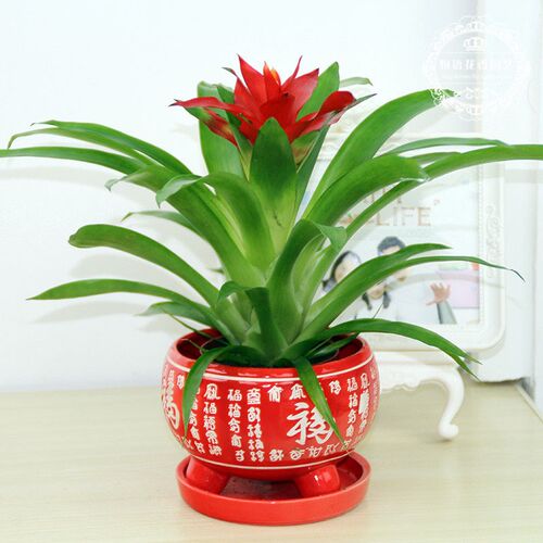 带花鸿运当头盆栽带原盆原土好养植物