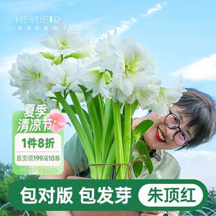 朱顶红种球阿弗雷进口重瓣鬼魅新年快乐开花球根海妈