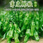薄皮椒种子青椒不辣四季 播蔬菜种子大全大田阳台可盆栽泡辣椒种子