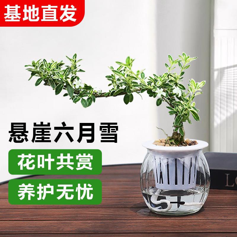 悬崖六月雪开花植物四季好养小盆栽提根老桩盆景办公室水培植物