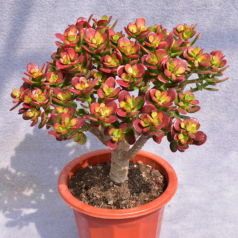 玉树老桩多肉植物盆栽姬红花月稀有品种红叶玉树苗室内盆栽开花卉
