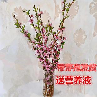 桃花枝遇水开花书房水培干枝花卉带花苞客厅桃树枝条鲜枝雪柳水养