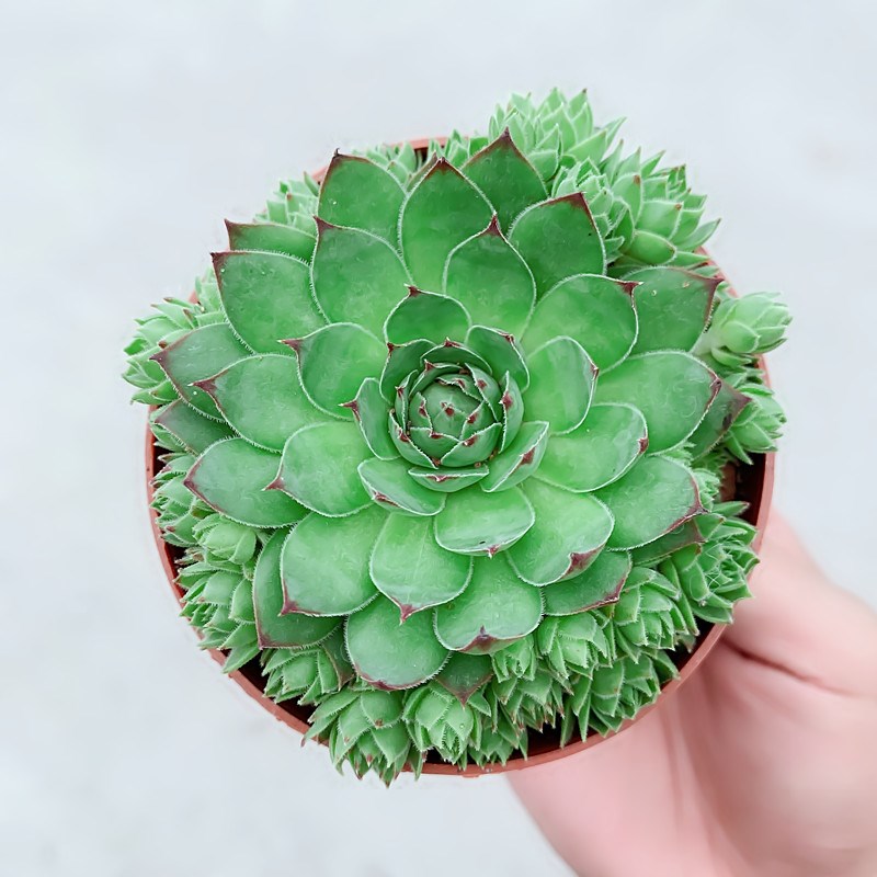 子孙满堂多肉植物观音莲客厅防e花卉盆栽四季好养花草室内绿