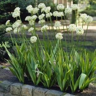 天鹅绒种球伯利恒之星虎眼万年青耐寒耐热多年生阳台庭院浓香花卉