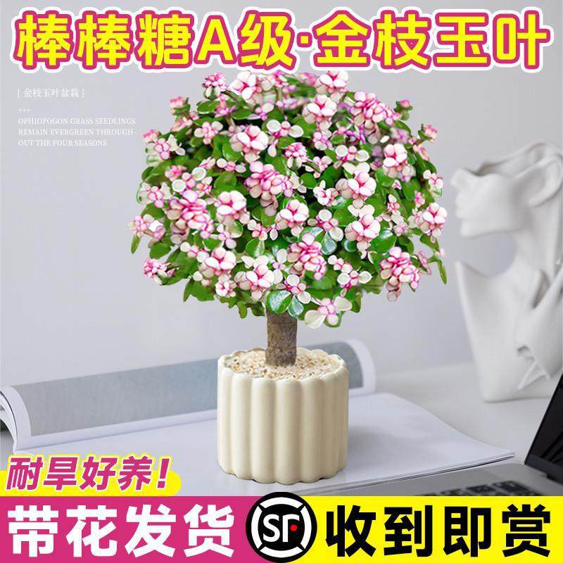 金枝玉叶棒棒糖大老桩多肉植物盆栽室内客厅花卉开花绿植懒人好养