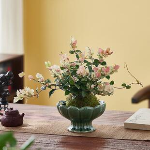 花叶络石水培植物苔藓球茶室办公室桌面盆栽绿植彩色花卉爬藤吊兰